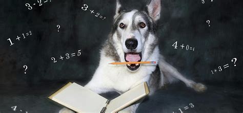 Can Dogs Understand Numbers Wag