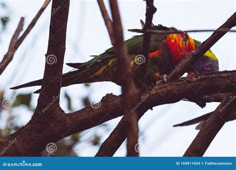 Colorful Australian Native Rainbow Lorikeet Parrots Up A Tree Stock