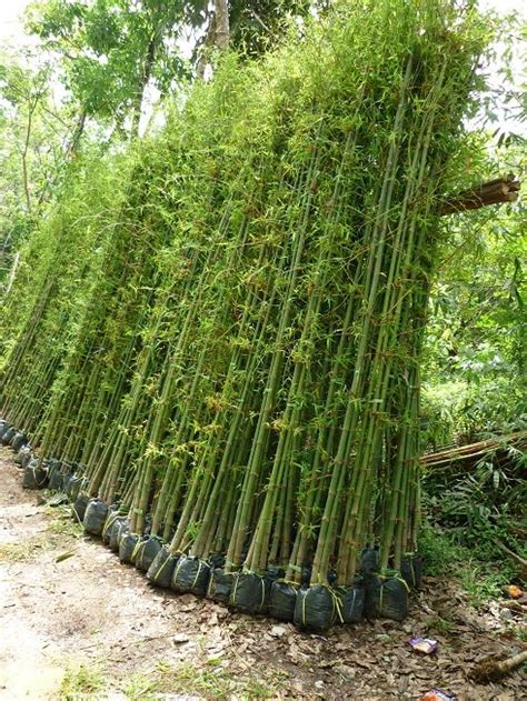 Antara pokok ganja milik suspek yang dirampas untuk siasatan lanjut. LANDSCAPING WITH BAMBOO/ LANSKAP DENGAN POKOK BULUH ...