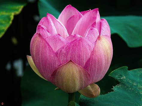 From The Garden Of Zen Sacred Lotus Flower Tsurugaoka Hachimangu