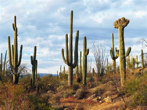 Saguaro Cactus Sentinel Of The Southwest Us National Park Service