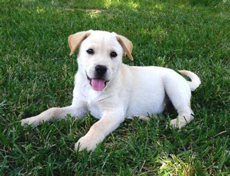 Tender oak ranch labradors breeds purebred akc labrador retrievers, specializing in beautiful yellow and white labs here at our san diego ranch and also at. LABRADOR PUPPIES *** for Sale in San Diego, California Classified | AmericanListed.com