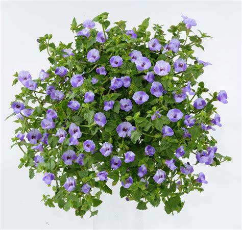 The only moon rocks that exist on earth were from the apollo missions. Torenia Blue Moon: Wishbone Flowers - Moon Series | Danziger