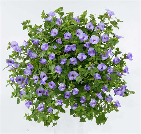 Sow moonflower seeds early in the season after all danger of frost. Torenia Blue Moon: Wishbone Flowers - Moon Series | Danziger