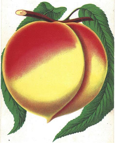 1880s Antique Peach Print Fruit Original Chromolithograph Etsy