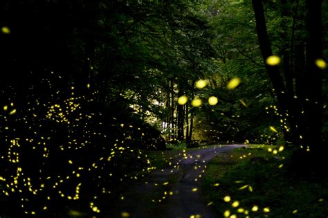 How To Watch Synchronous Fireflies In The Smoky Mountains
