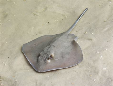 The Chronicles Of Cardigan Shuffles In The Sand With Stingrays My Up