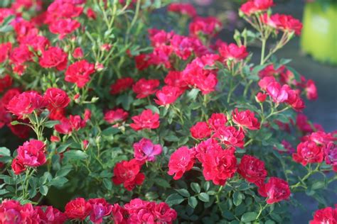 Shop Red Drift Rose Buy Rose Bushes Online Perfect Plants