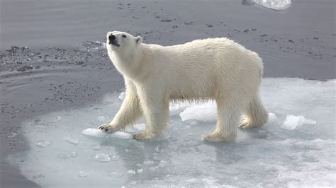 Images Of Polar Bears In The Arctic
