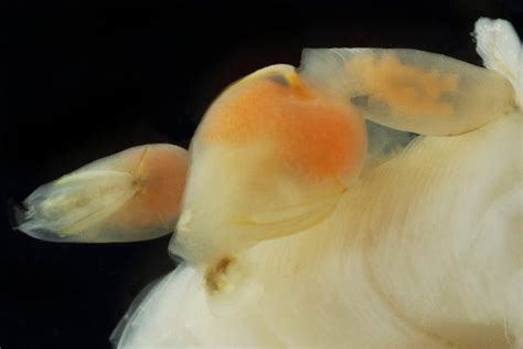 Crustacea Octolasmis Sp