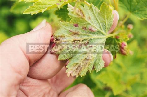 Maybe you would like to learn more about one of these? How To Get Rid Of Aphids On Currant (Part 2) - Best ...