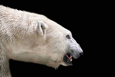 Are you searching for cute bear png images or vector? Polar Bear Wallpapers Images Photos Pictures Backgrounds
