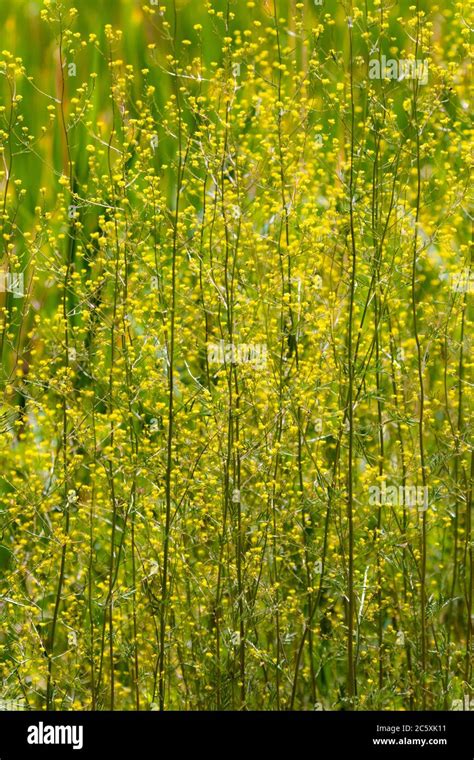 Invasive Mustard Plants California Hi Res Stock Photography And Images