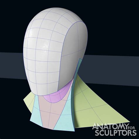 Artstation Head And Neck Form Step By Step Anatomy For Sculptors