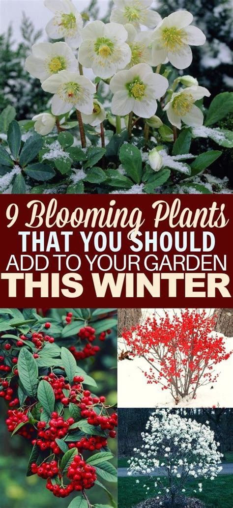 Beautiful Winter Plants And Flowers That Survive The Cold 1000