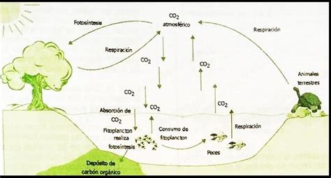 La Figura Muestra El Ciclo Biogeoquímico Del Carbono En Un Ecosistema