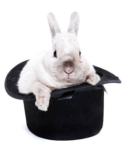 Best Rabbit Hat Stock Photos Pictures And Royalty Free Images Istock