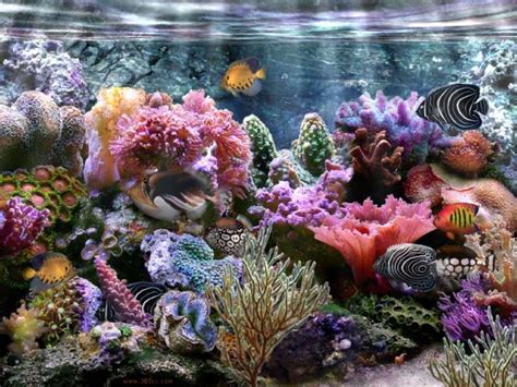 Free Download Coral Reef Aquarium Animated Motion Background 1920x1080