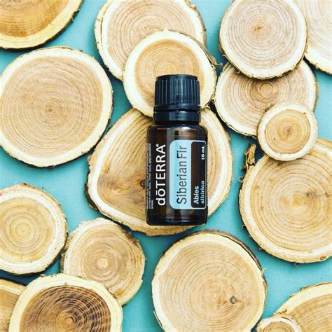 The siberian fir tree is native to canada and russia. NEW PRODUCT: Siberian Fir tree is a tall, light in color ...