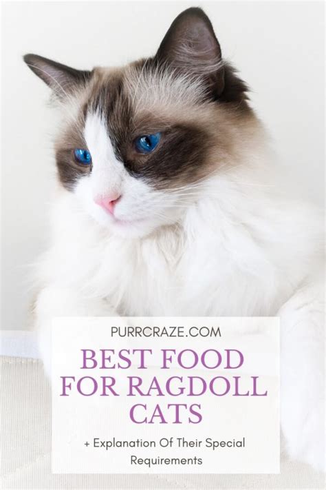 Ragdoll Cat Size Chart