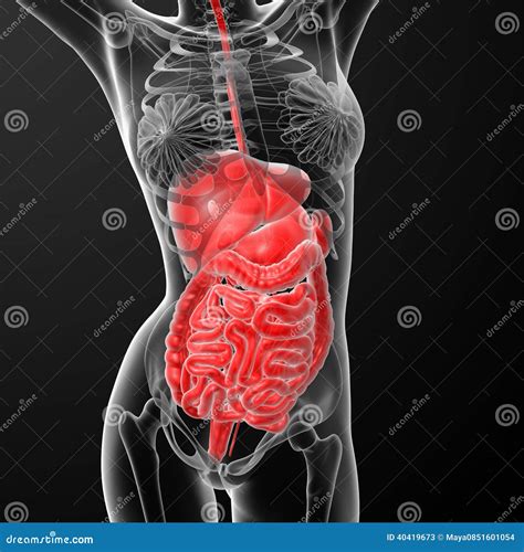 Female Digestive System Stock Illustration Image