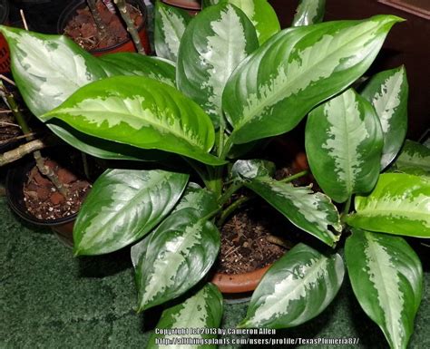 Aglaonema silver queen was one of the early hybrids that interior designers fell in love with. Photo of the entire plant of Chinese Evergreen (Aglaonema ...