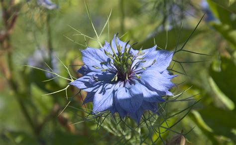 Chinensis has less thick, narrow spotted leaves and produces orange flowers. The 10 Health Benefits of Cumin | Health - BabaMail