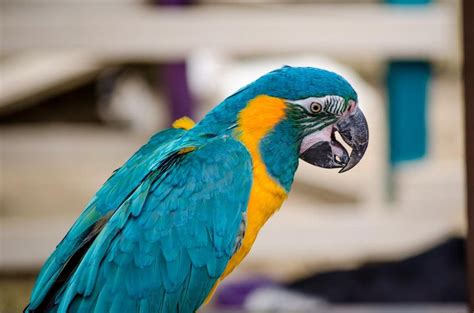 However, they are also loud, stubborn, and need a lot of space. Blue Macaw Parrot in the Petting Zoo by Jason Ward on ...