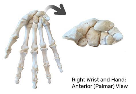Carpals Metacarpals And Phalanges Wrist And Hand Diagram Quizlet