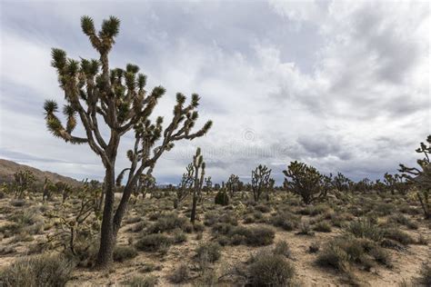 Joshua Tree Forest In The Mojave National Preserve Stock Image Image