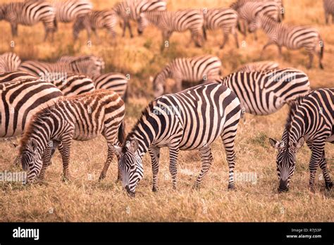 herd of zebras in african savannah zebra with pattern of black and white stripes wildlife