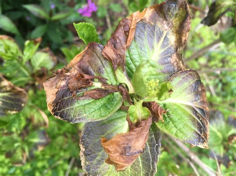 In the absence of evidence of obvious insect attack or disease, this may be the cause of leaves turning yellow with green veins. ornamental plants | Plant Diagnostic Health Topics