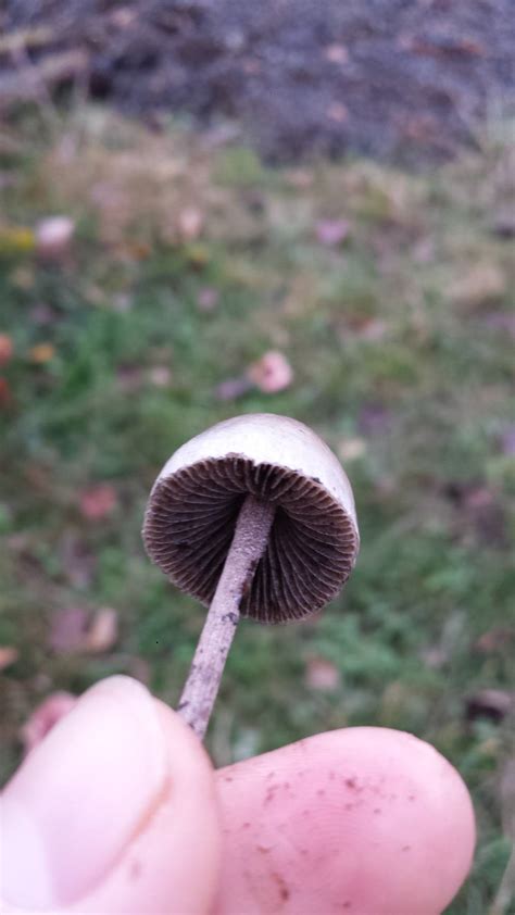 Oregon Liberty Caps Mushroom Hunting And Identification Shroomery