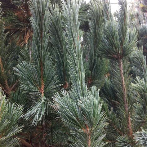 Pinus flexilis vanderwolf's pyramid preferuje gleby wilgotne, ale dobrze zdrenowane. Pinus flexilis 'Vanderwolf's Pyramid' from NVK Nurseries