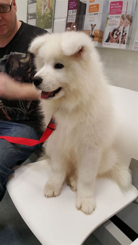 Samoyed Puppies For Sale Dallas Tx 226542 Petzlover