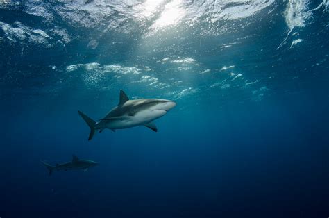 Download Fish Sunbeam Underwater Animal Shark Hd Wallpaper