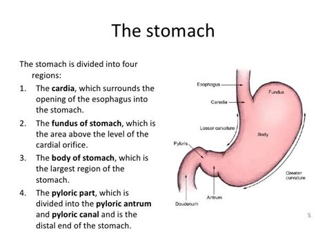 1 Stomach