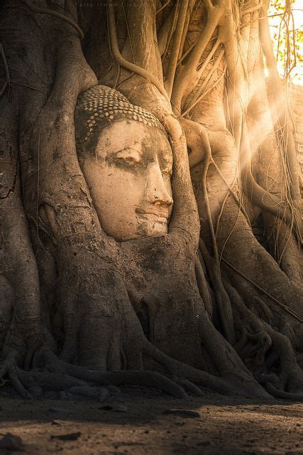 Buddha Head At Wat Mahathat Ayutthaya Thailand Tailandia Viajes A