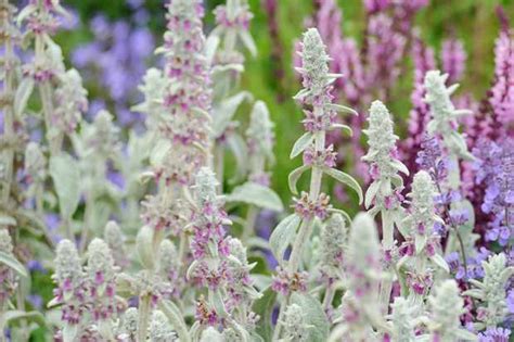 12 Of The Best Plants For Dry Soils