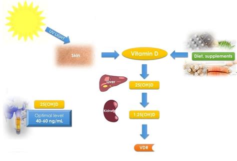 Vitamin D Metabolism And Schematic Pathways Diet Supplements And