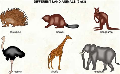 English resources for primary students: Animals