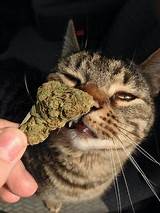 Cat Marijuana Images