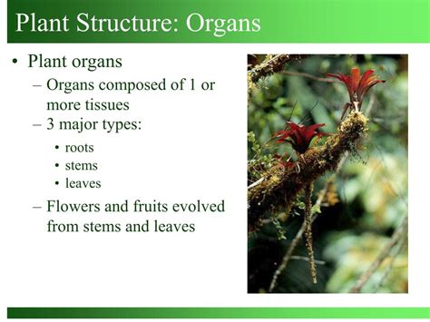 Ppt Organ Systems In Plants Powerpoint Presentation