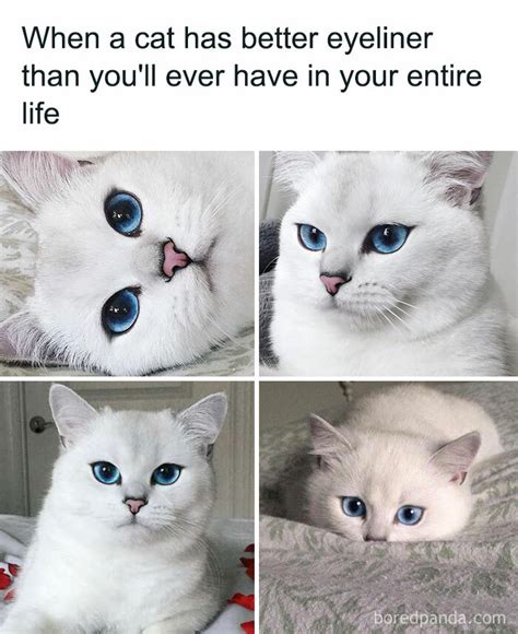 The Best 17 Bad Cat Funny Cat Memes 2021 Youngwholequote