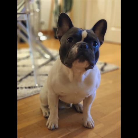 Mathematically, eating less will reduce weight gain. Growth French bulldog - Puppy weight chart French bulldog