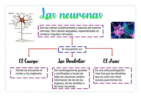 Las Neuronas Paula Abigail Valerio Garcia Udocz