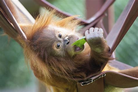 Give Your Group The Feel Good Factor At Monkey World In Dorset