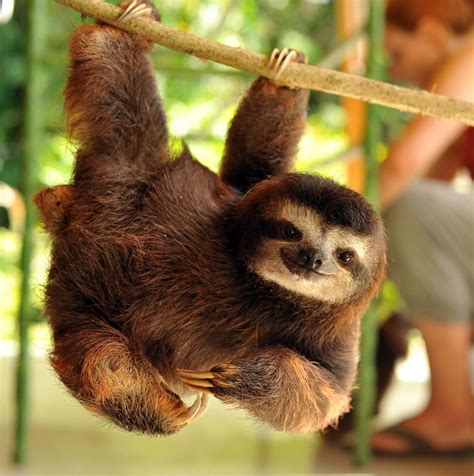 Who Doesnt Love A Cute Sloth From Cute Baby