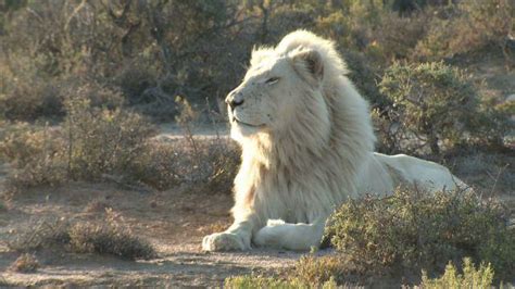 Leão Branco Wiki Mundo Animal Fandom