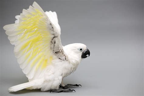 We also provide quality pet foods and supplies. Birds for sale - Visit us at Petland Chillicothe, Ohio Today!